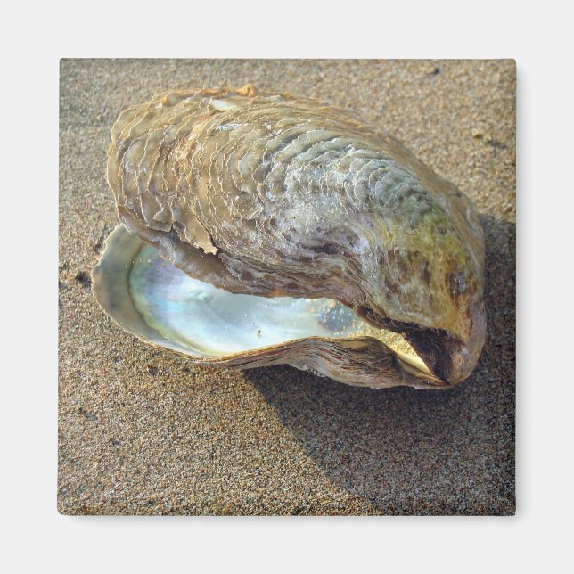 Mussel Seashell Sand Beach Magnet (Framsidan)