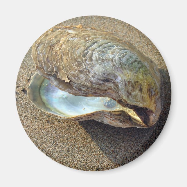 Mussel Seashell Sand Beach Magnet (Framsidan)