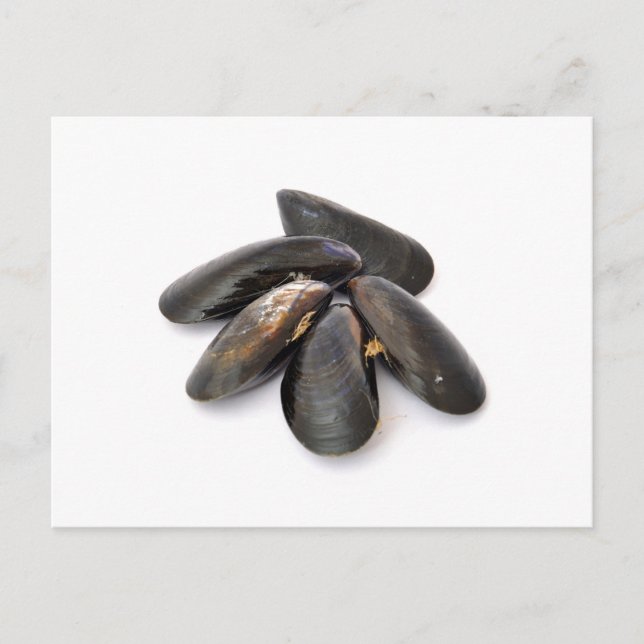 Mussel Vykort (Framsida)