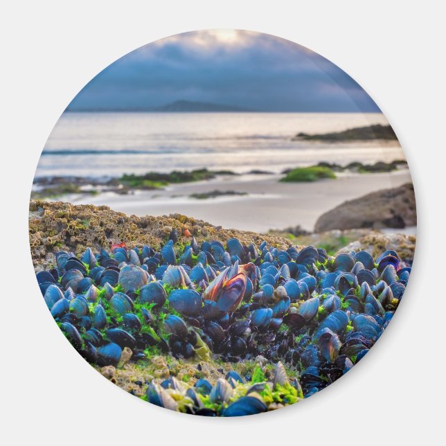 Mussels Magnet (Framsidan)