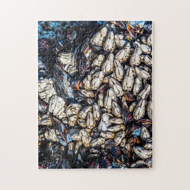 Musselyngel och gooseneck barnacles - Tofino, BC. Pussel (Vertikal)