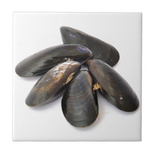 Mussla Kakelplatta