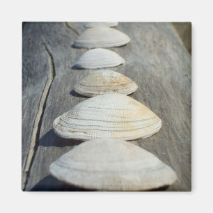 Musslan beskjuter magneten magnet