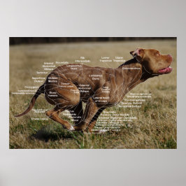 Mussldiagram i hund poster