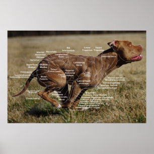 Mussldiagram i hund poster