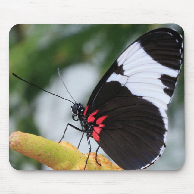 Musslor/Doris Longwing Butterfly Musmatta (Framsidan)