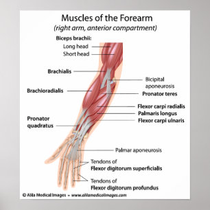 Musslor i förarmen, märkt diagram. poster