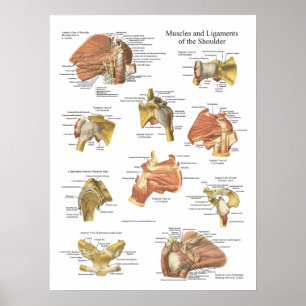 Musslor ligaments of the Shoulder Anatomy Chart Poster