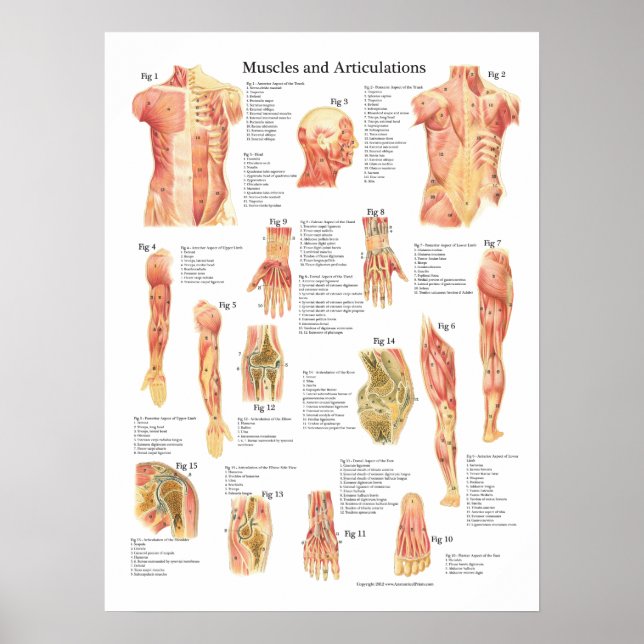 Musslor och föremål Anatomidiagram Poster (Framsidan)