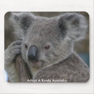 Mussmattor Adoptera En Koala Australien Musmatta