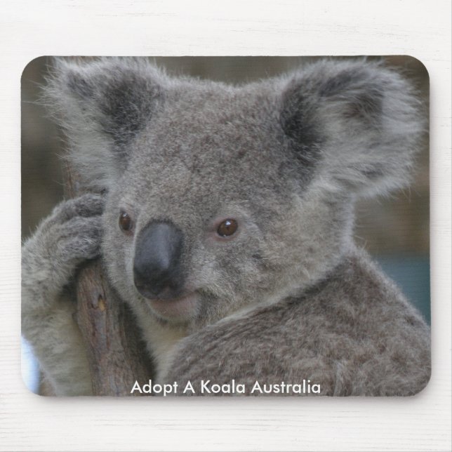 Mussmattor Adoptera En Koala Australien Musmatta (Framsidan)