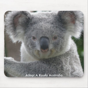 Mussmattor Adoptera En Koala Australien Musmatta