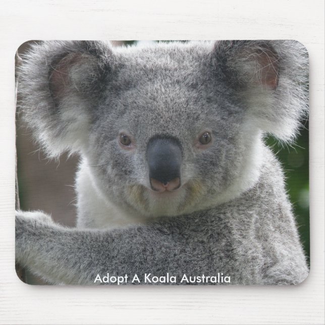 Mussmattor Adoptera En Koala Australien Musmatta (Framsidan)
