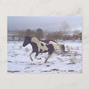Mustang-Ande vykort