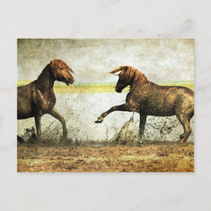Mustang Battle Vykort