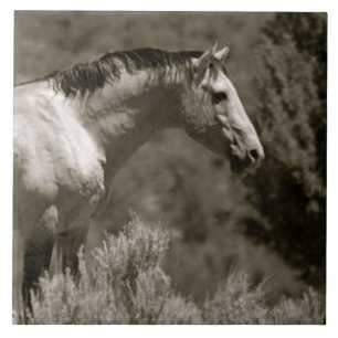 MUSTANG CERAMIC TILE KAKELPLATTA