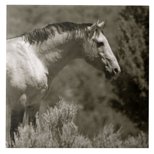  MUSTANG CERAMIC TILE KAKELPLATTA (Framsidan)