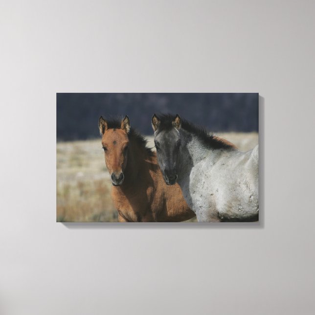Mustang Foal Headshot Canvastryck (Framsida)