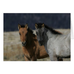 Mustang Foal Headshot Hälsningskort