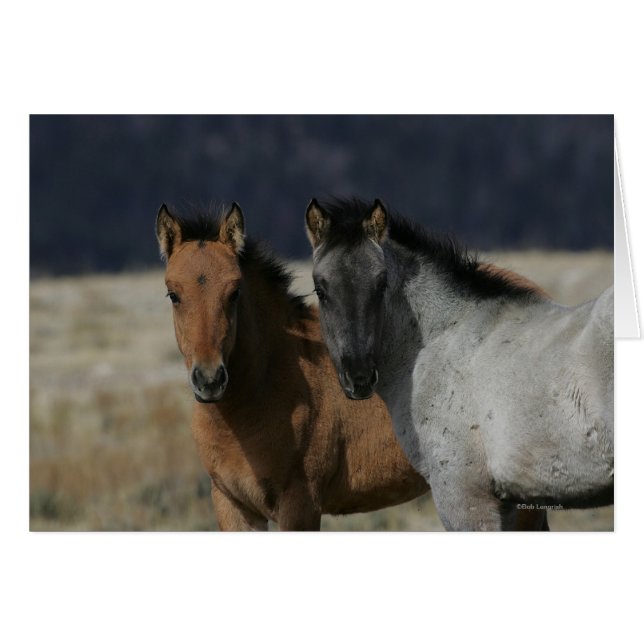 Mustang Foal Headshot Hälsningskort (Framsidan Horizontal)