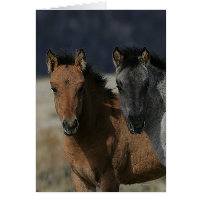 Mustang Foal Headshot Hälsningskort (Framsidan)