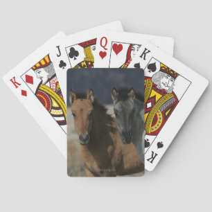 Mustang Foal Headshot Kortlek