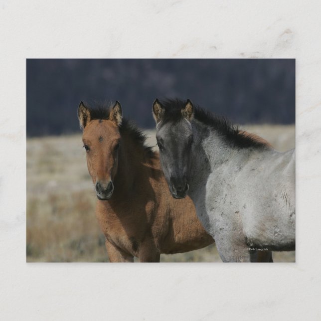 Mustang Foal Headshot Vykort (Framsida)