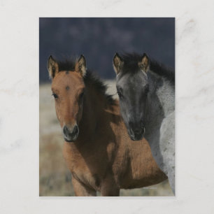 Mustang Foal Headshot Vykort