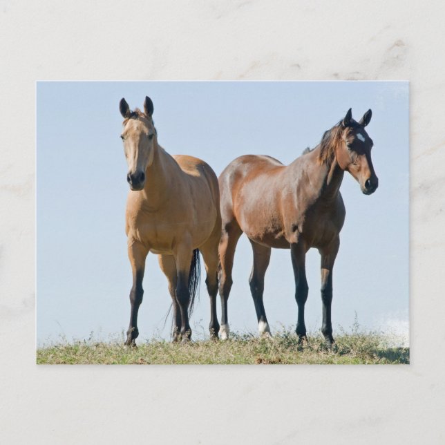 Mustang Horse Pair Postcard Vykort (Framsida)