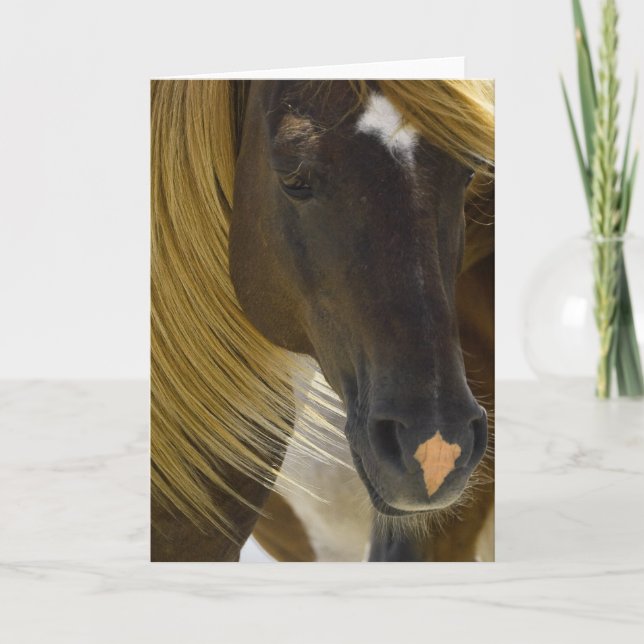 Mustang Horse Photo Greeting Card Kort (Framsida)