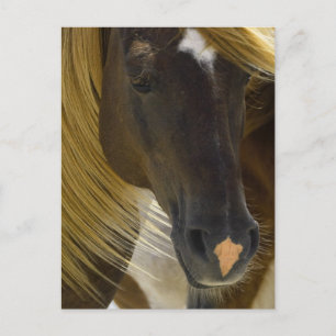 Mustang Horse Photo Postcard Vykort