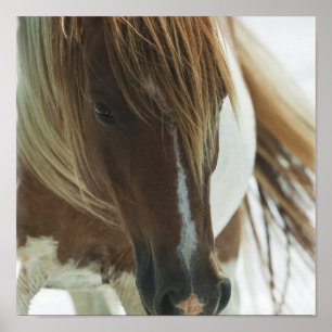 Mustang Horse Print Poster