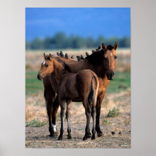 Mustang Mare and Foal Permanent with Birds Poster
