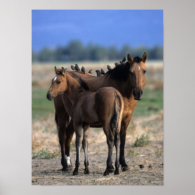 Mustang Mare and Foal Permanent with Birds Poster (Framsidan)