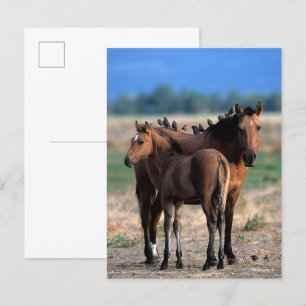 Mustang Mare and Foal Permanent with Birds Vykort