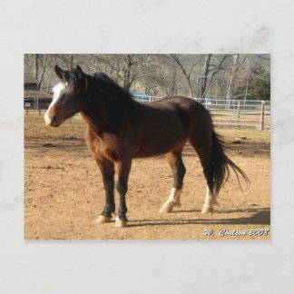 Mustang Mare Vykort