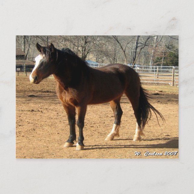 Mustang Mare Vykort (Framsida)