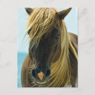 Mustang Postcard Vykort