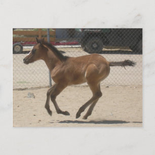 Mustang-Spirit-postkort Vykort