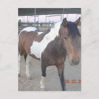 Mustang-Spirit-vykort Vykort