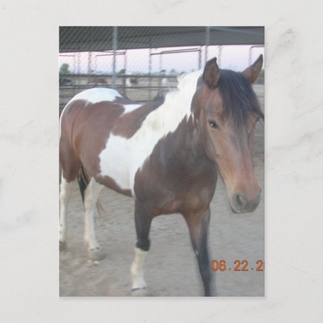 Mustang-Spirit-vykort Vykort (Framsida)