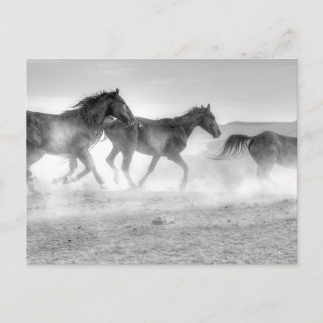 Mustang Springa Vykort (Framsida)