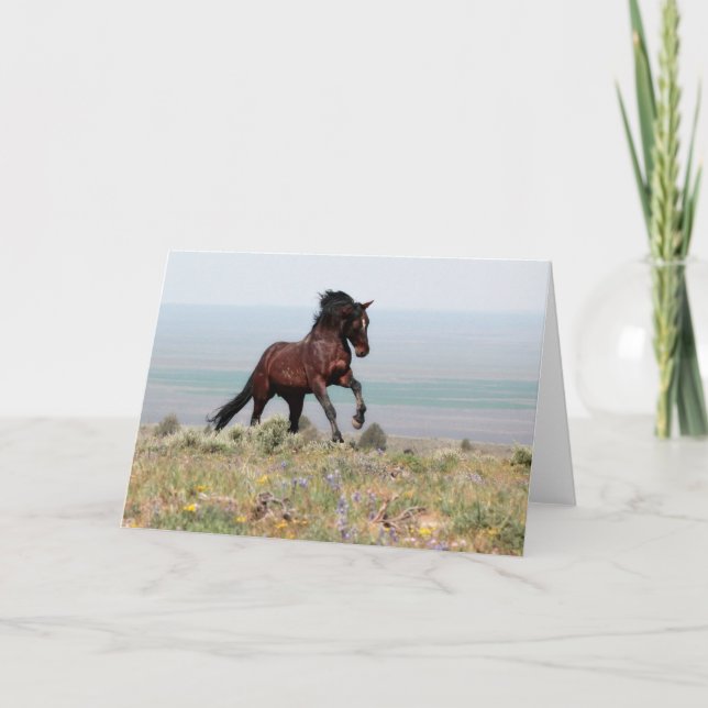 Mustang Stallion, Clancy-Greeting Card Kort (Framsida)
