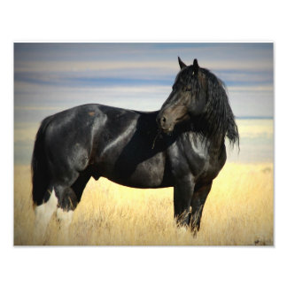 Mustang Stallion "SOX" Fototryck