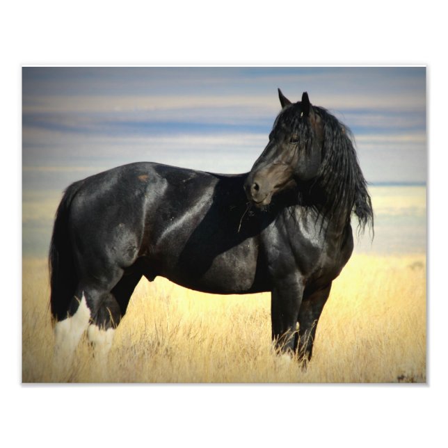 Mustang Stallion "SOX" Fototryck (Framsidan)
