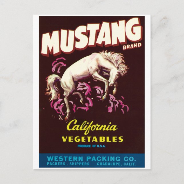 Mustang Vild Horse Guadalupe California Vegetables Vykort (Framsida)