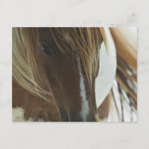 Mustang Vild Horse Postcard Vykort