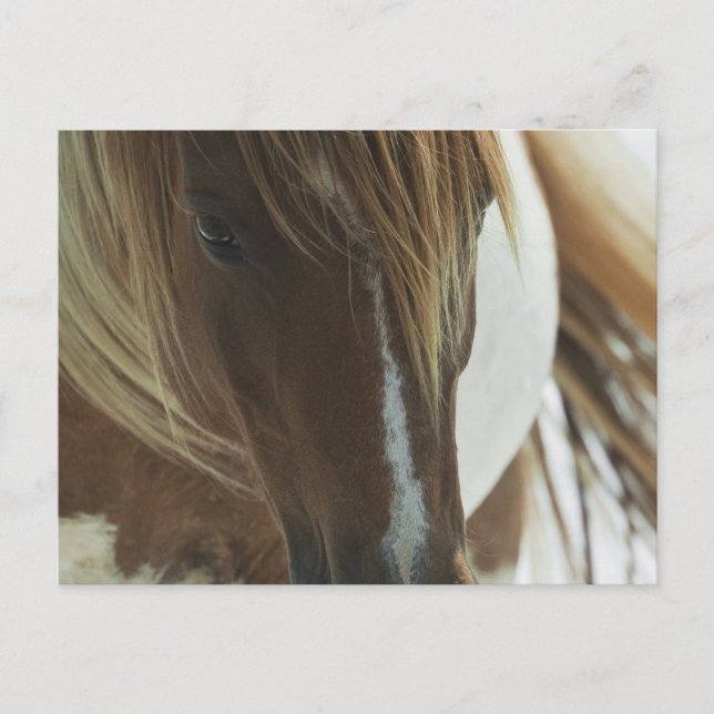 Mustang Vild Horse Postcard Vykort (Framsida)