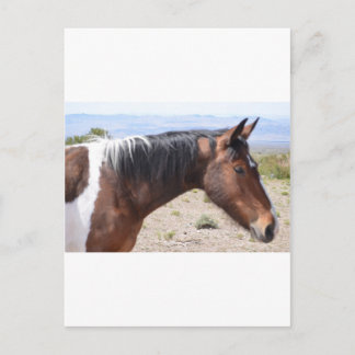 Mustang Vykort