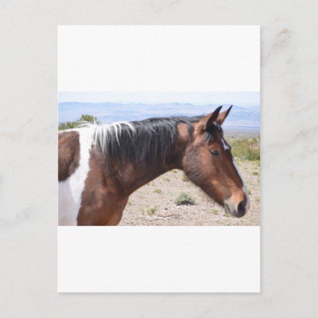 Mustang Vykort (Framsida)